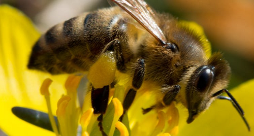 Klostermaus Lisa erzählt (Teil 20): Über Bienen und ihren Fleiß