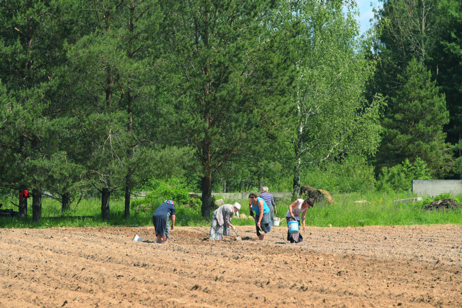 planting potatoes