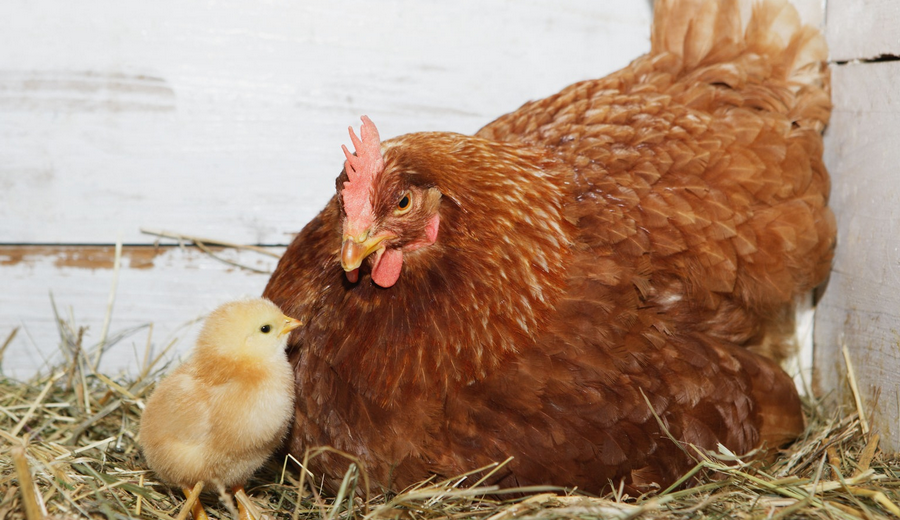 Gevrstebes Huhn Haltbar Auf einem Bauernhof