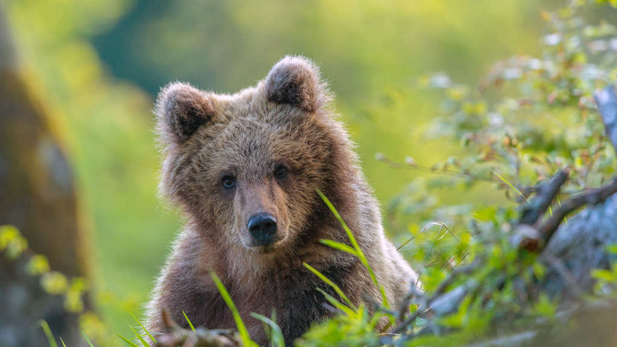 der baer