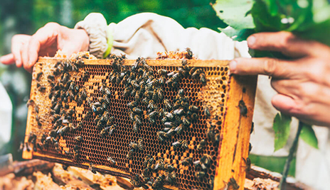 Discovering the joys of beekeeping