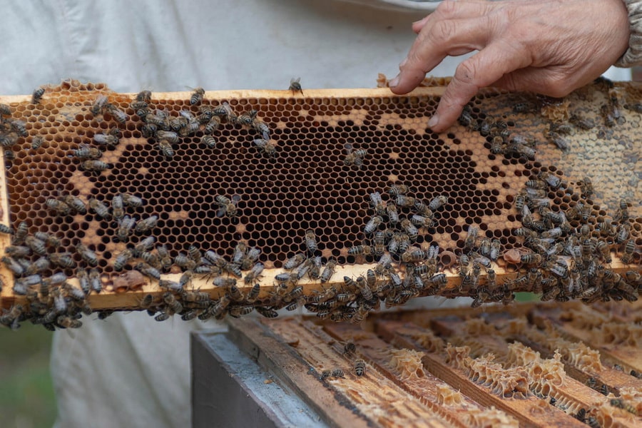 Bienen an ihrer Arbeit