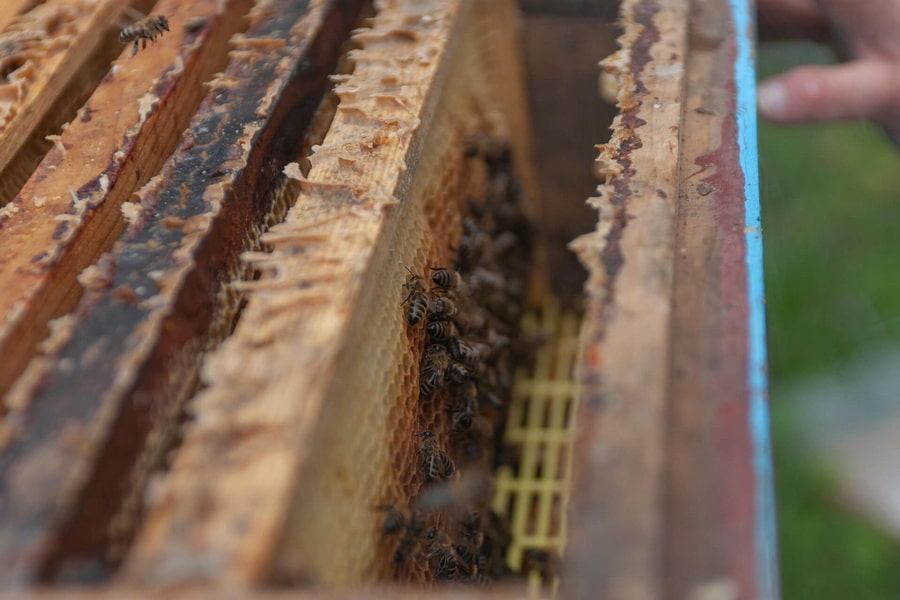 Bienen sind hervorragende Baumeisterinnen