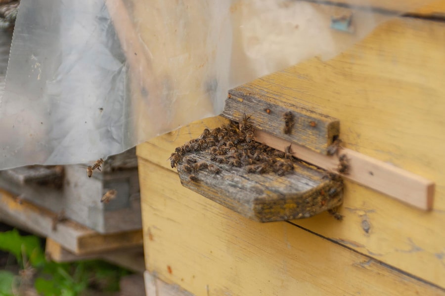 Ein reges Treiben an der Bienenstock