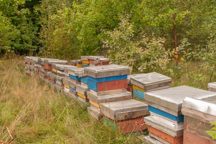 Kästen für die Bienen