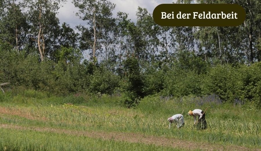 Feldarbeit