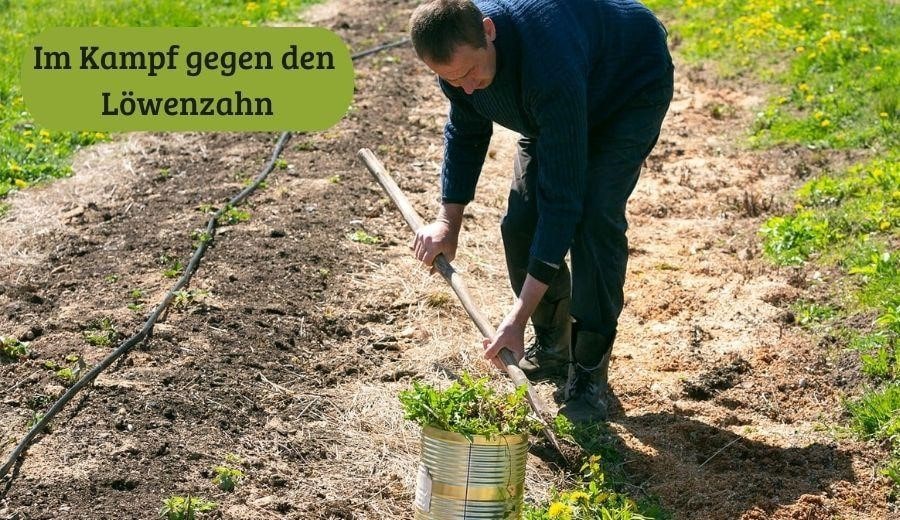 Die Gemüseabteilung