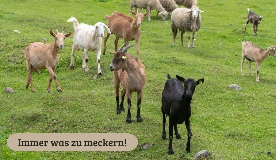 Schafe und Ziegen