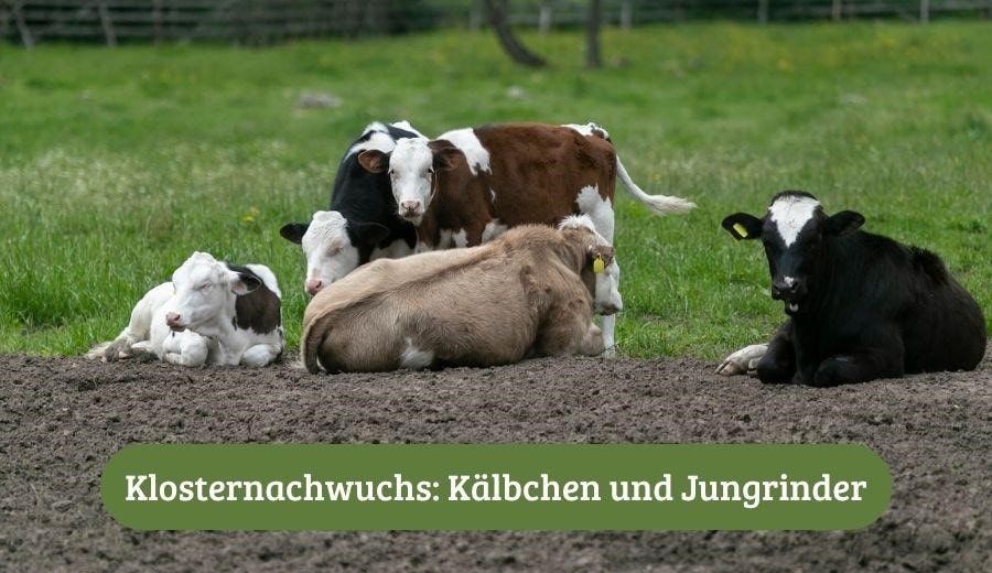 Die Kälber und Jungrinder