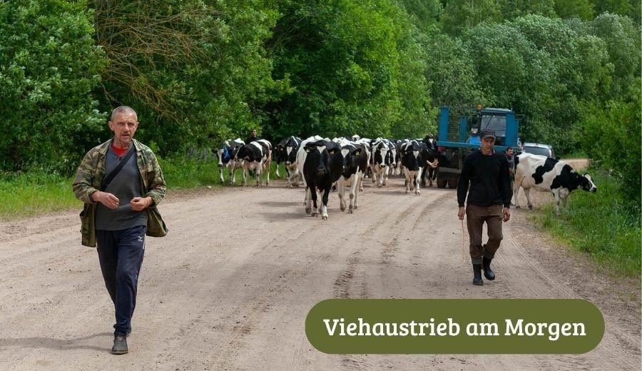 die Tiere des Viehbetriebs