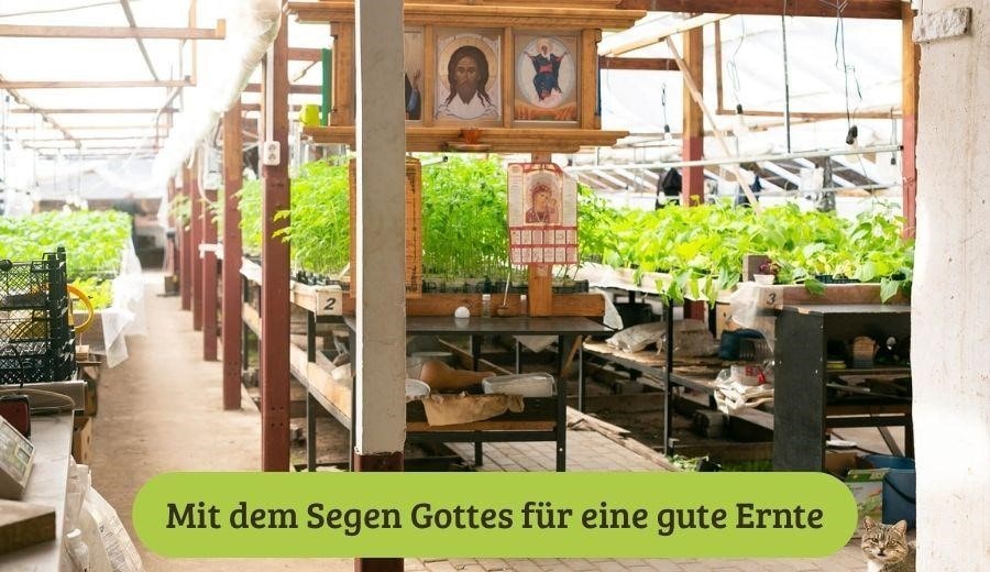 reiche Ernte von Gurken, Tomaten und vielen anderen Gemüsesorten