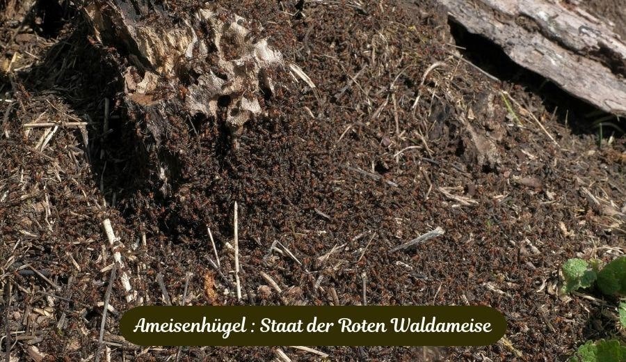 Ameisenhugel