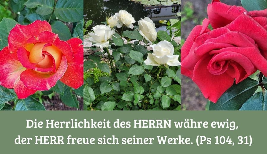 Rosen