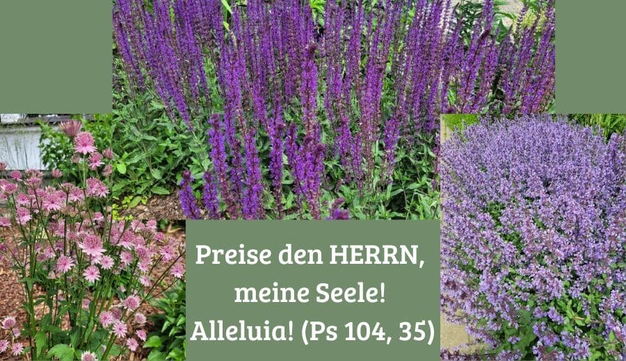 Salbei