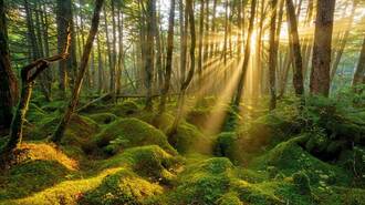 Divine Providence is Our Path to the Kingdom of Heaven