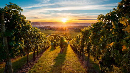 La création de Dieu est si fragile!